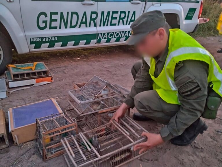 Rescataron a 35 aves silvestres que eran transportadas en un auto