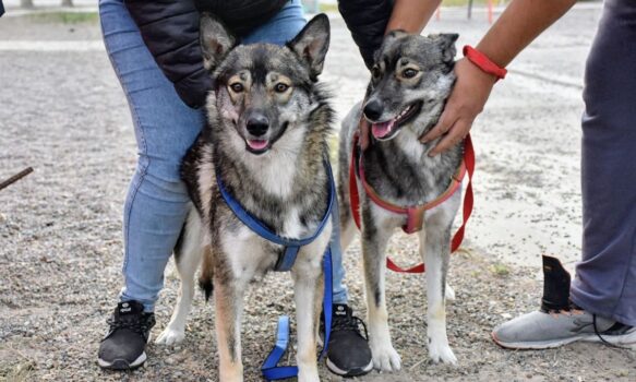 Trelew refuerza la campaña de castraciones y desparasitaciones en los barrios