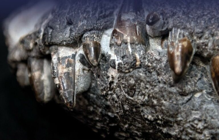 Hallazgo paleontológico en Santa Cruz: descubrieron un fósil de 70 millones de años