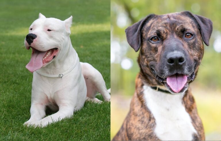 Por qué los perros de raza son más propensos a enfermedades que los mestizos