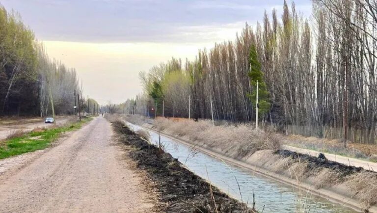 Doloroso robo en la Patagonia: ladrones arrancaron frutales que tardan años en crecer