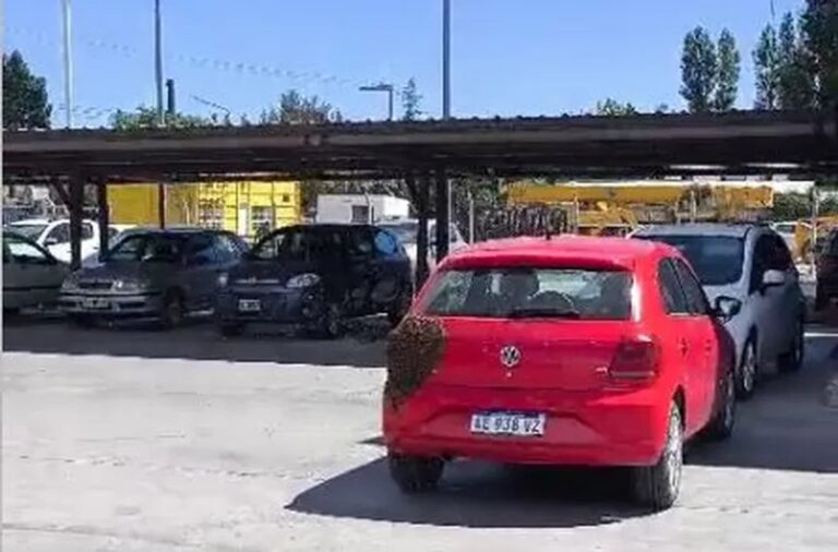 Increíble: un enjambre de abejas cubrió un vehículo en un corralón en pleno centro