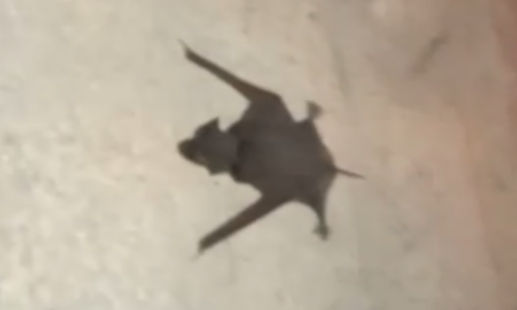 Zoonosis de Trelew llevó tranquilidad ante la aparición de murciélagos en la ciudad