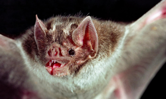 Fumigador profesional del Valle brinda recomendaciones preventivas por los murciélagos